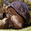 150-Year-Old Galapagos tortoise Dies at San Diego Zoo