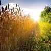 New Biomass Crop Assistance Program 